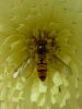 Episyrphus balteatus (De Geer, 1776)