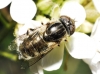 Eristalinus aeneus (Scopoli, 1763)