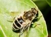 Eristalis arbustorum (Linnaeus, 1758)