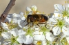 Eristalis similis (Fallén, 1817)