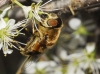 Eristalis similis (Fallén, 1817)