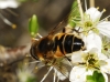 Eristalis similis (Fallén, 1817)