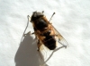 Eristalis similis (Fallén, 1817)