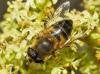 Eristalis similis (Falln, 1817)