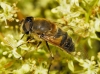 Eristalis similis (Fallén, 1817)