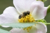 Eristalis similis (a confirmar)