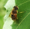 Eristalis similis ? Eristalis similis ?