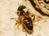 Eristalis sp.