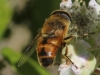 Eristalis sp. Eristalis sp.