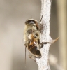 Eristalis sp.
