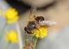 Eristalis sp. Latreille, 1804