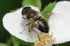 Eristalis sp. Latreille, 1804