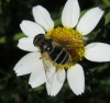 Eristalis sp. Latreille, 1804