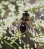 Eristalis sp. Latreille, 1804