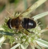 Eristalis sp. Latreille, 1804