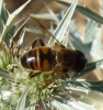 Eristalis sp. Latreille, 1804