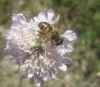 Eristalis sp. Latreille, 1804