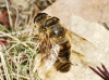 Eristalis sp. Latreille, 1804