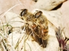 Eristalis sp. Latreille, 1804