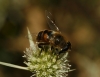 Eristalis sp. Latreille, 1804