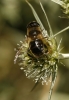 Eristalis sp. Latreille, 1804