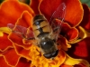 Eristalis tenax (Linnaeus, 1758)