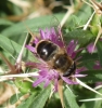 Eristalis sp. Latreille, 1804