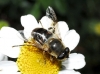 Eristalis sp. Latreille, 1804