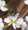 Eudasyphora sp. Townsend, 1911