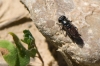 Eumerus sp. Meigen, 1822