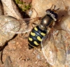 Eupeodes luniger (Meigen, 1822)