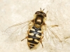 Eupeodes sp. Osten Sacken, 1877 Eupeodes sp. Osten Sacken, 1877