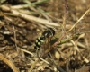 Eupeodes sp. Osten Sacken, 1877