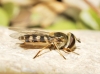 Eupeodes sp. Osten Sacken, 1877