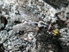 Eustalomyia hilaris (Fallén, 1823)