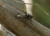 Eustalomyia hilaris (Fallén, 1823)
