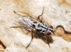 Eustalomyia hilaris (Falln, 1823)
