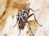 Eustalomyia hilaris (Fallén, 1823)