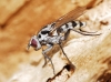 Eustalomyia hilaris (Fallén, 1823)