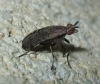 Euthycera cribrata (Rondani, 1868)