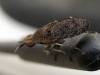 Euthycera cribrata (Rondani, 1868)