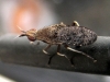 Euthycera cribrata (Rondani, 1868)