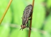 Euthycera sp. 1d2