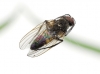Fannia canicularis (Linnaeus, 1761)
