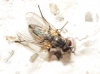 Fannia canicularis (Linnaeus, 1761)