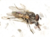Fannia canicularis (Linnaeus, 1761)