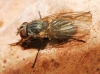 Fannia canicularis (Linnaeus, 1761)