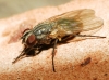Fannia canicularis (Linnaeus, 1761)
