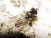 Fannia canicularis (Linnaeus, 1761)