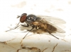 Fannia canicularis (Linnaeus, 1761)